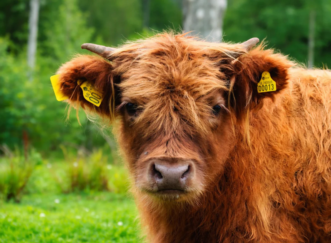 Varför välja SKINFUEL?