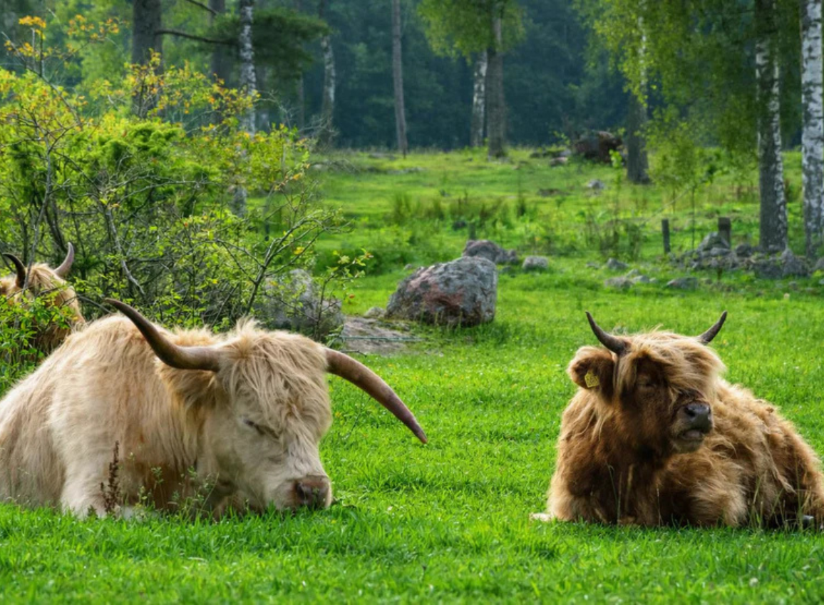 Varför välja SKINFUEL?