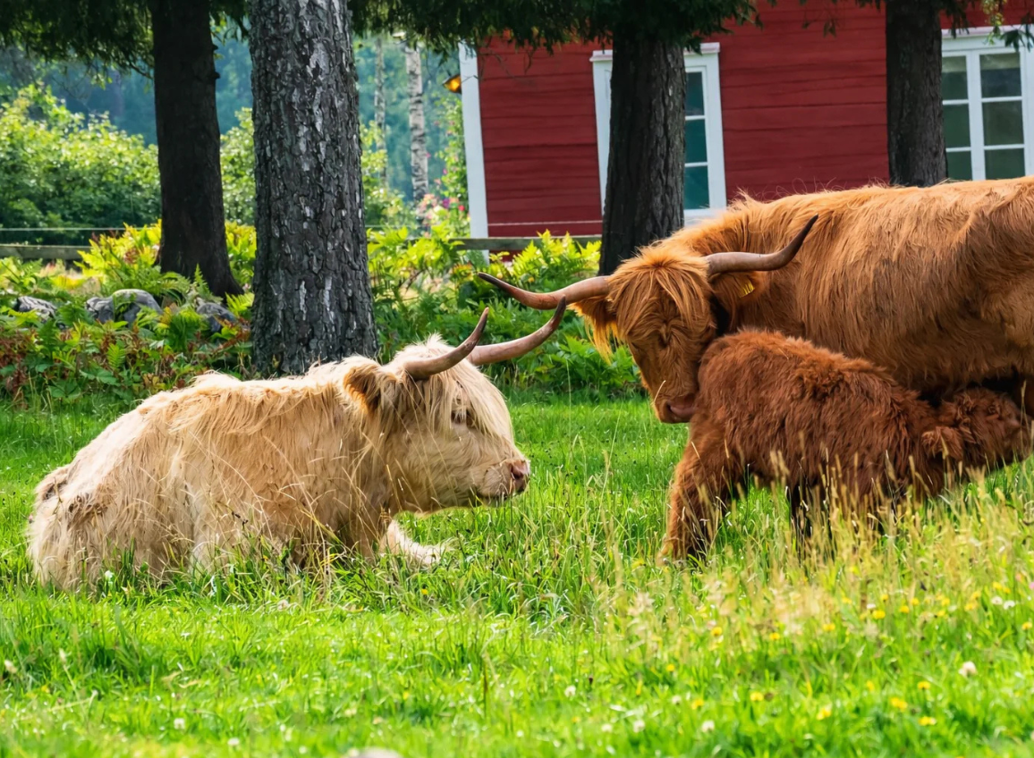 Varför välja SKINFUEL?